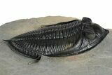 Fossil Zlichovaspis Trilobite - Top Quality Specimen #348382-1